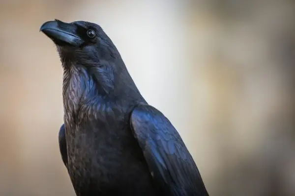 Residents Raven at The Tower Of London